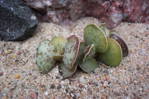 adromischus cooperi